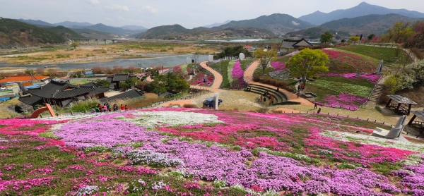 산청 생초 꽃잔디 축제.