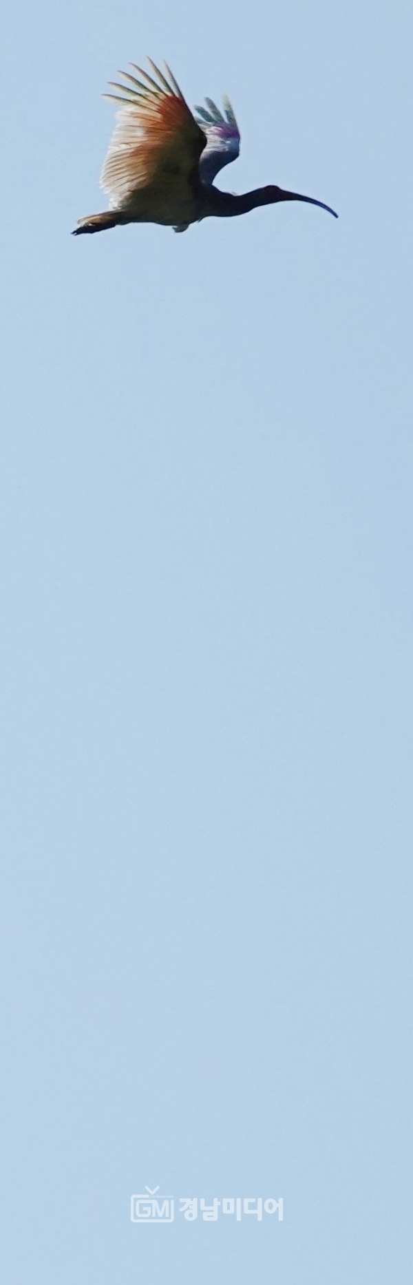한반도에서 멸종된 따오기가 지난 22일 경남 창녕 우포늪에서 50년만에 힘차게 날아올랐다.