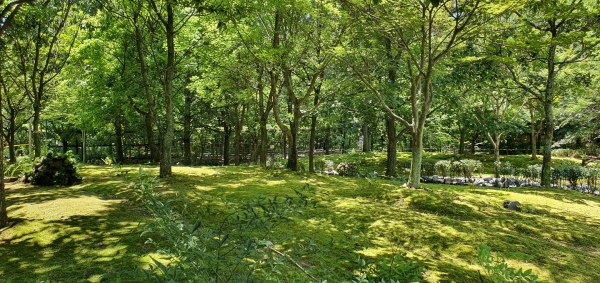 천년의 숲 함양 상림공원에 신비로운 초록빛을 머금은 이끼 정원이 조성됐다.